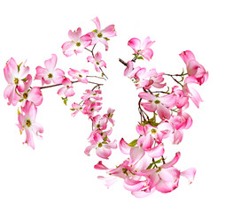 spring flowering branch in the circle