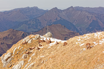 Wild mountain goats in Lechquellengebirge mountains