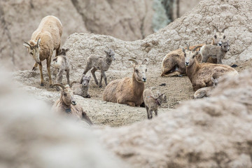 Bighorn sheep in Badlands National Park in South Dakota.