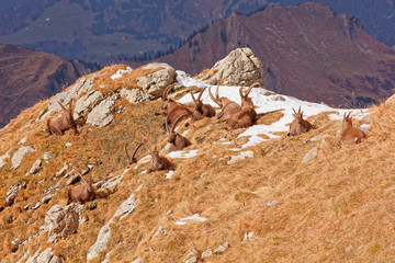 Wild mountain goats in Lechquellengebirge mountains