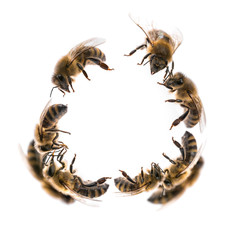 worker bees isolated on a white background