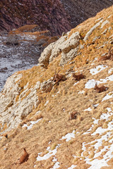Wild mountain goats in Lechquellengebirge mountains