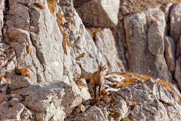 Wild mountain goats in Lechquellengebirge mountains