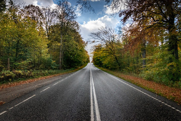 Fototapeta premium Road leading through the forrest