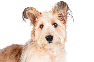 Cute Mixed breed shaggy dog on white
