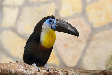 Toucan black-bellied in zoo. (Ramphastos vitellinus vitellinus). 