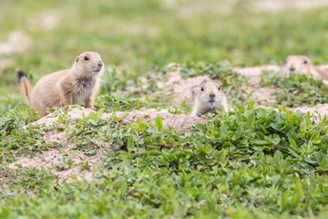 Wild prairie dog in Badlands National Park in South Dakota.