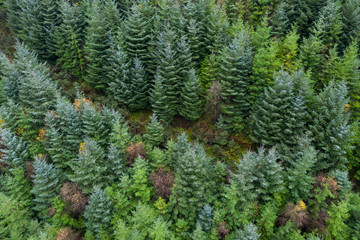 Overhead aerial view of an evergreen pine tree forest