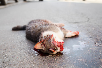 Cat Killed By Car