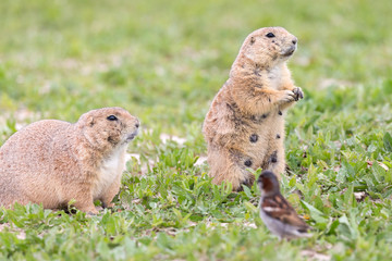 Wild prairie dog in Badlands National Park in South Dakota.