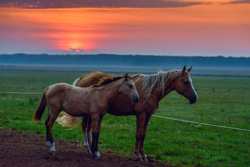 Fototapeta na wymiar A pair of horses in the meadow at sunrise. 