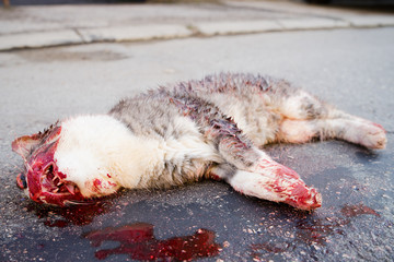 Dead Cat On the Road Killed In Traffic By Car