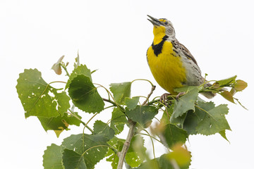 A western meadowlark sitting on a tree in Badlands National Park (South Dakota).