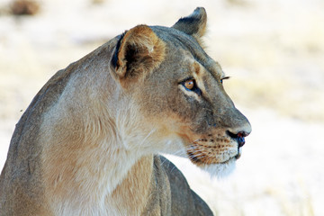 Side Profile of an alert lioness face with a plain bright natural background. Hwange National Park, Zimbabwe