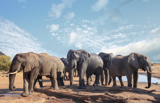 Herd of african elephants visiting the camp to relax and take a drink in the mid-day sun, with a pale blue clear sky, Nehimba, Hwange National Park, Zimbabwe