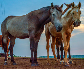 A pair of horses in the meadow at sunrise. 