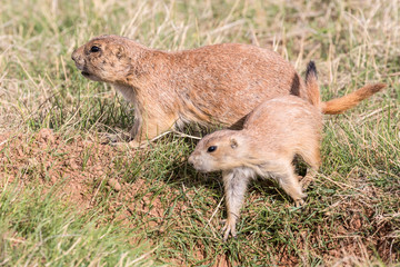 Wild prairie dog in Badlands National Park in South Dakota.