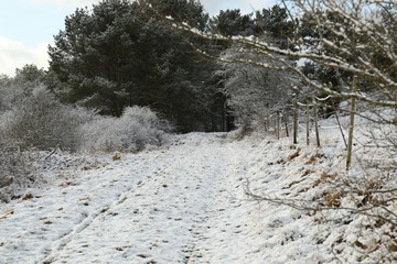 Snow on a Dirt Road/Farm Road leading into a Forest near a Eifel Village