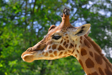 Portrait  profil de girafe sur fond de feuillage vert lumineux