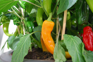 Pick-A-Pep® (Mini Pepper) grown on in the flowerpot. Springtime in Netherlands.  