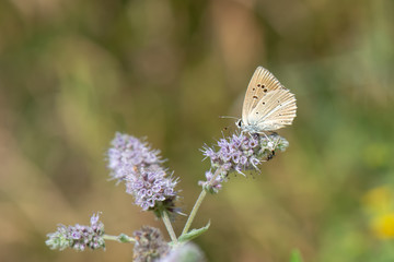 Lycaenidae / Çokgözlü Anadolu Beyazı / Turkish Furry Blue / Polyommatus menalcas
