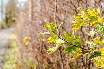 Acorn leaves in the autum
