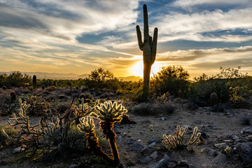 The setting sun lights up the cholla