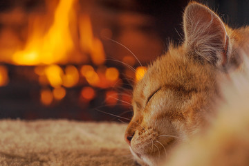 Kitten sleeping in front of the fireplace, winter evening.