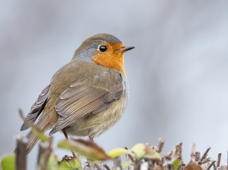 Rotkehlchen Porträt