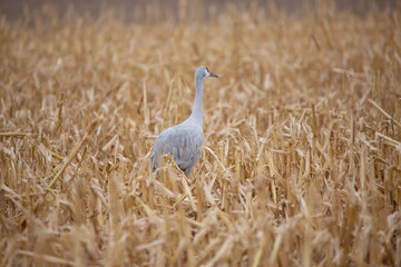sandhill crane in field
