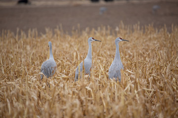 sandhill crane in field