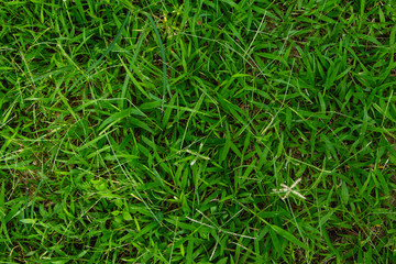above of  grass for nature background.