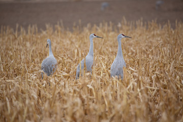 sandhill crane in field