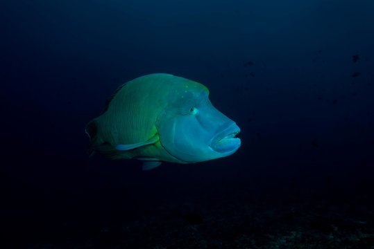 Humphead Wrasse or Napoleonfish (Cheilinus undulatus) swims in th blue water, Indian Ocean, Maldives, Asia