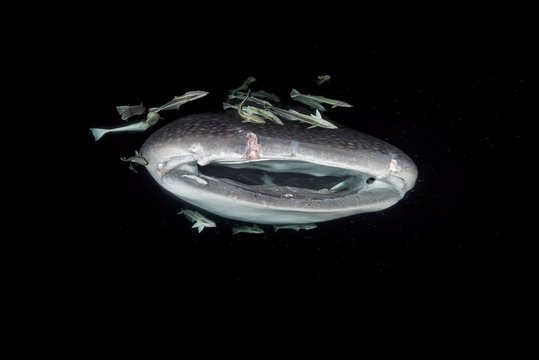 Animal portrait of the Whale Shark (Rhincodon typus) woth open mouth, feeding krill in the night, Indian Ocean, Maldives, Asia