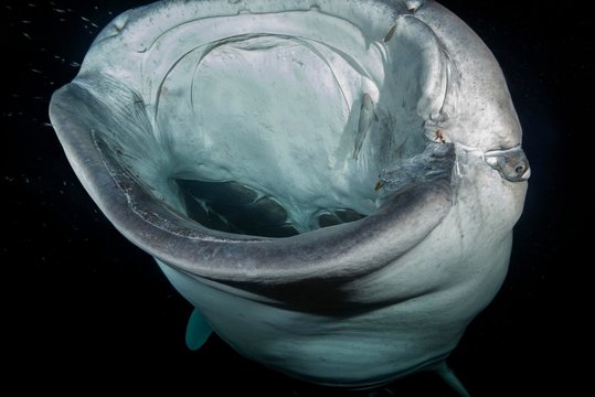 Animal portrait of the Whale Shark (Rhincodon typus) with open mouth, feeding krill in the night, Indian Ocean, Maldives, Asia