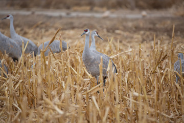 Sandhill cranes