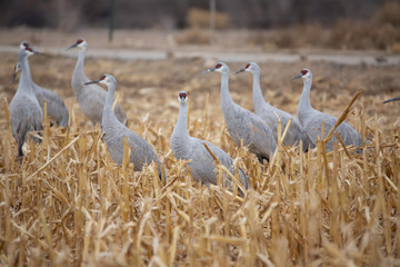 Sandhill cranes