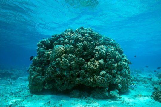 Massive Lobe Coral (Porites lobata), Indian Ocean, Maldives, Asia