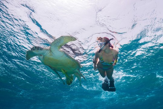 Woman with mask and fins snorkling with Green Sea Turtle (Chelonia mydas), Red Sea, Abu Dabab, Marsa Alam, Egypt, Africa