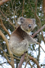 Cute grey and white koala sat in a tree of Australia