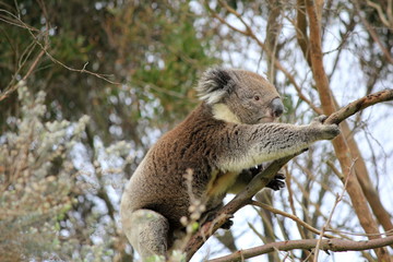 Cute grey and white koala walking on a branch in Australia