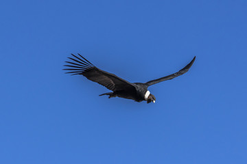 Large Condor looks out for prey