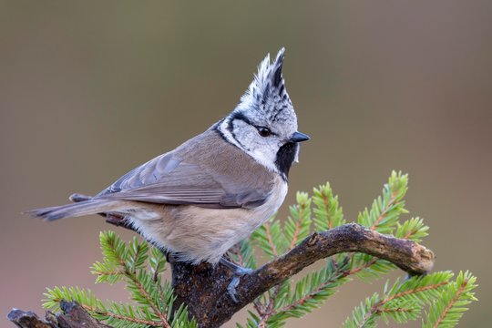 Crested tit (Parus cristatus), sits on branch, Tyrol, Austria, Europe