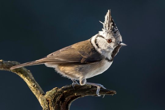 Crested tit (Parus cristatus), sits on a dead branch, Tyrol, Austria, Europe