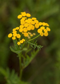 Tansy (Tanacetum vulgare), blossom, Burgenland, Austria, Europe