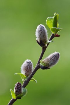 Goat willow (Salix caprea), flower kittens, twig, close-up, Tyrol, Austria, Europe