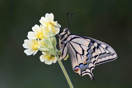 Swallowtail (Papilio machaon), on cowslip (Primula officinalis), Tyrol, Austria, Europe