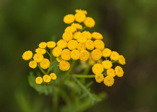 รูปภาพTanacetum – เลือกดูภาพถ่ายสต็อก เวกเตอร์ และวิดีโอ4,640 | Adobe Stock