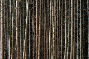 Narrow standing tree trunks of a Spruces protection (Picea), Rhineland-Palatinate, Germany, Europe